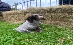 Cocker Spaniel dogs for sale: Beautiful cocker puppies - Image 26