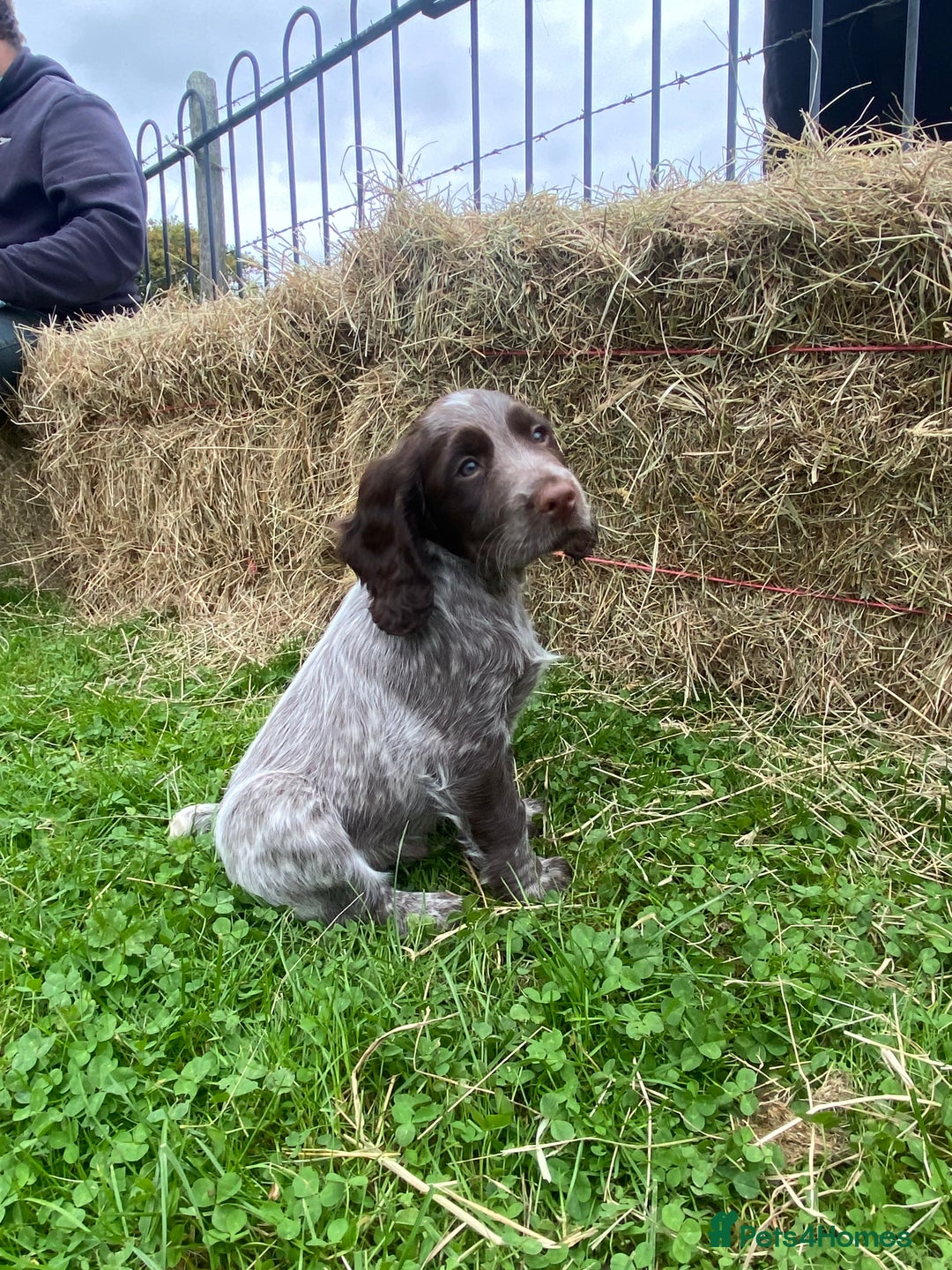 Cocker Spaniel dogs for sale: Beautiful cocker puppies - Image 26