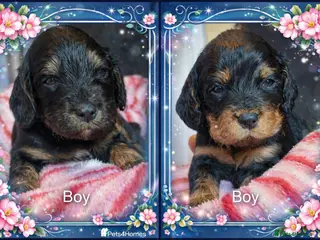 Mixed Breed dogs Cavapoo Puppies - Advert 11