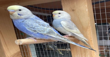 Budgerigars birds - Advert 2