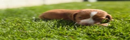 Cocker Spaniel dogs for sale: Gorgeous Cocker Spaniel puppies.  - Advert 18