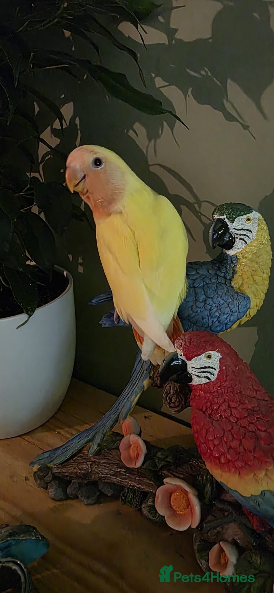 Lovebirds birds Hand reared beautiful love birds - Advert 1