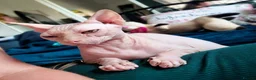 Sphynx cats for sale: Last Canadian sphynx looking for a loving home  - Advert 6