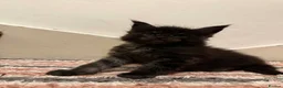 Maine Coon cats for sale: Beautiful Maine Coon kittens - Advert 20