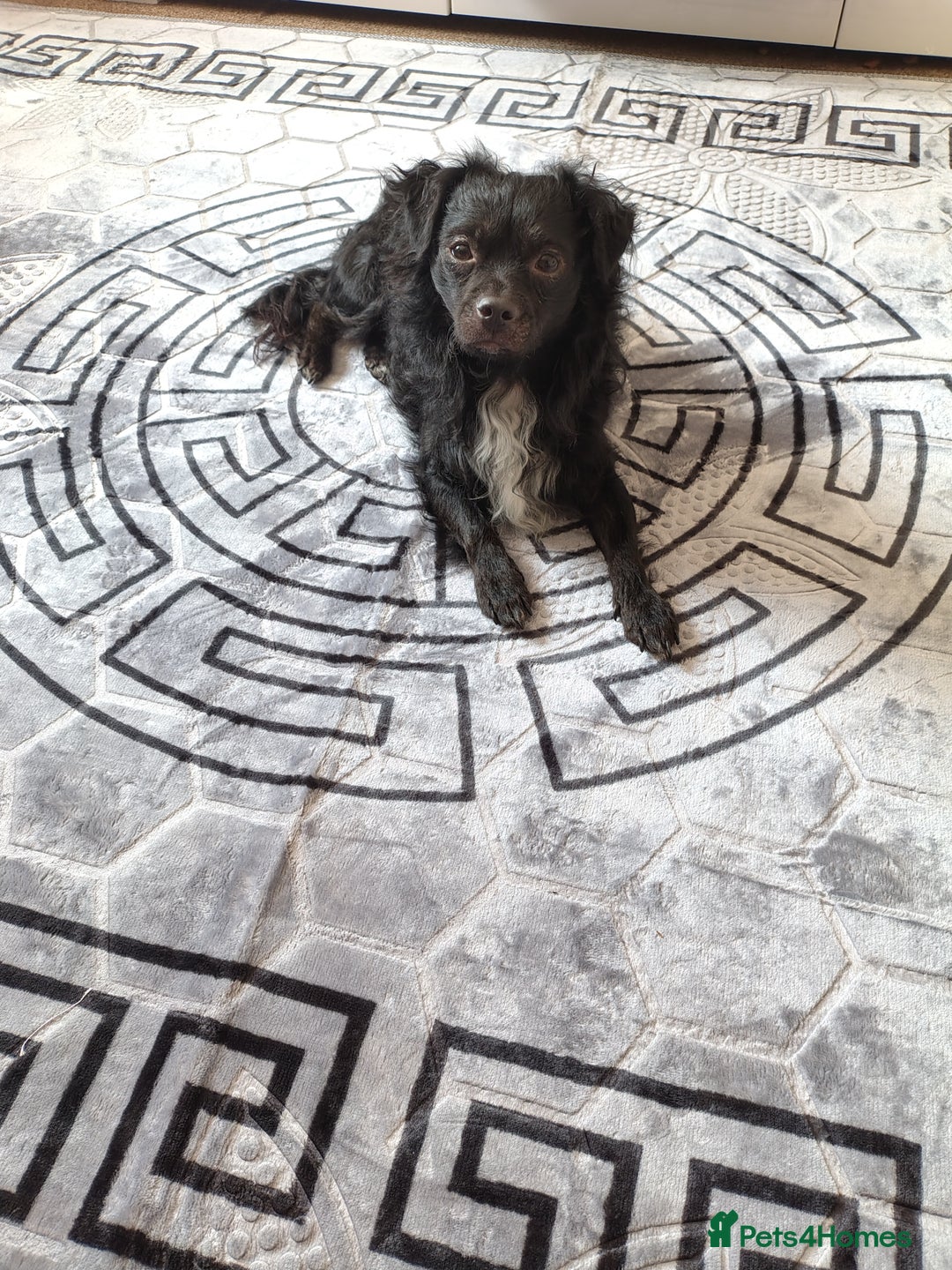 Mixed Breed dogs for sale: Beautiful male mixed breed puppy - Advert 8