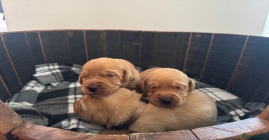 Labrador Retriever dogs - Advert 10