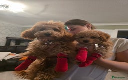 Toy Poodle dogs for sale: Beautiful toy poodle girl - Advert 6