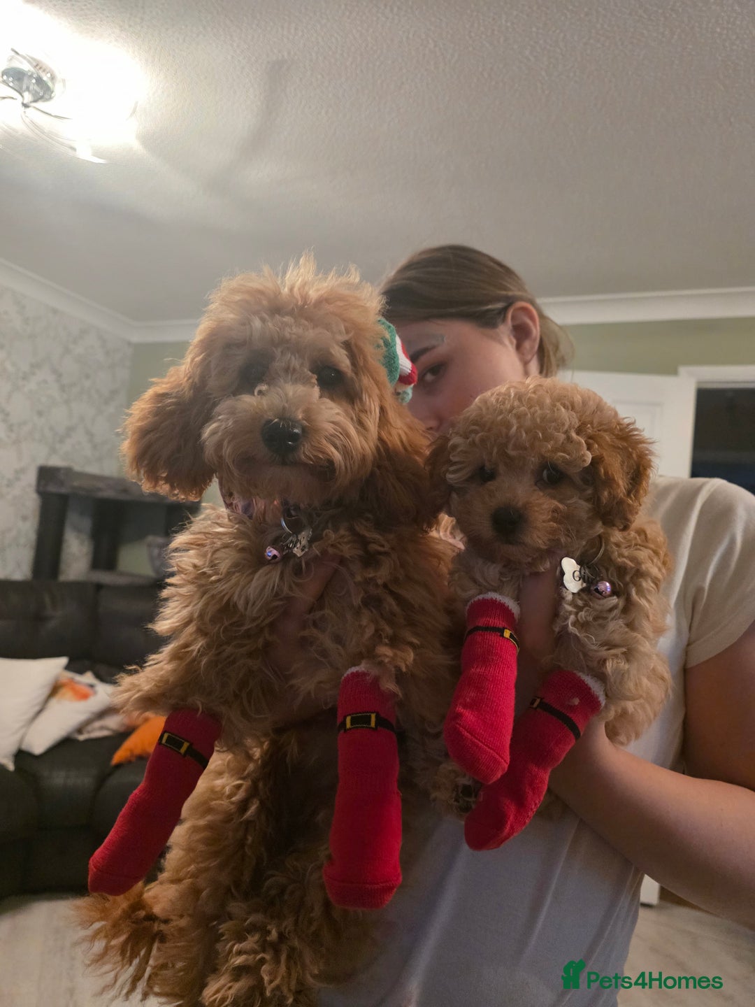 Toy Poodle dogs for sale: Beautiful toy poodle girl - Advert 6
