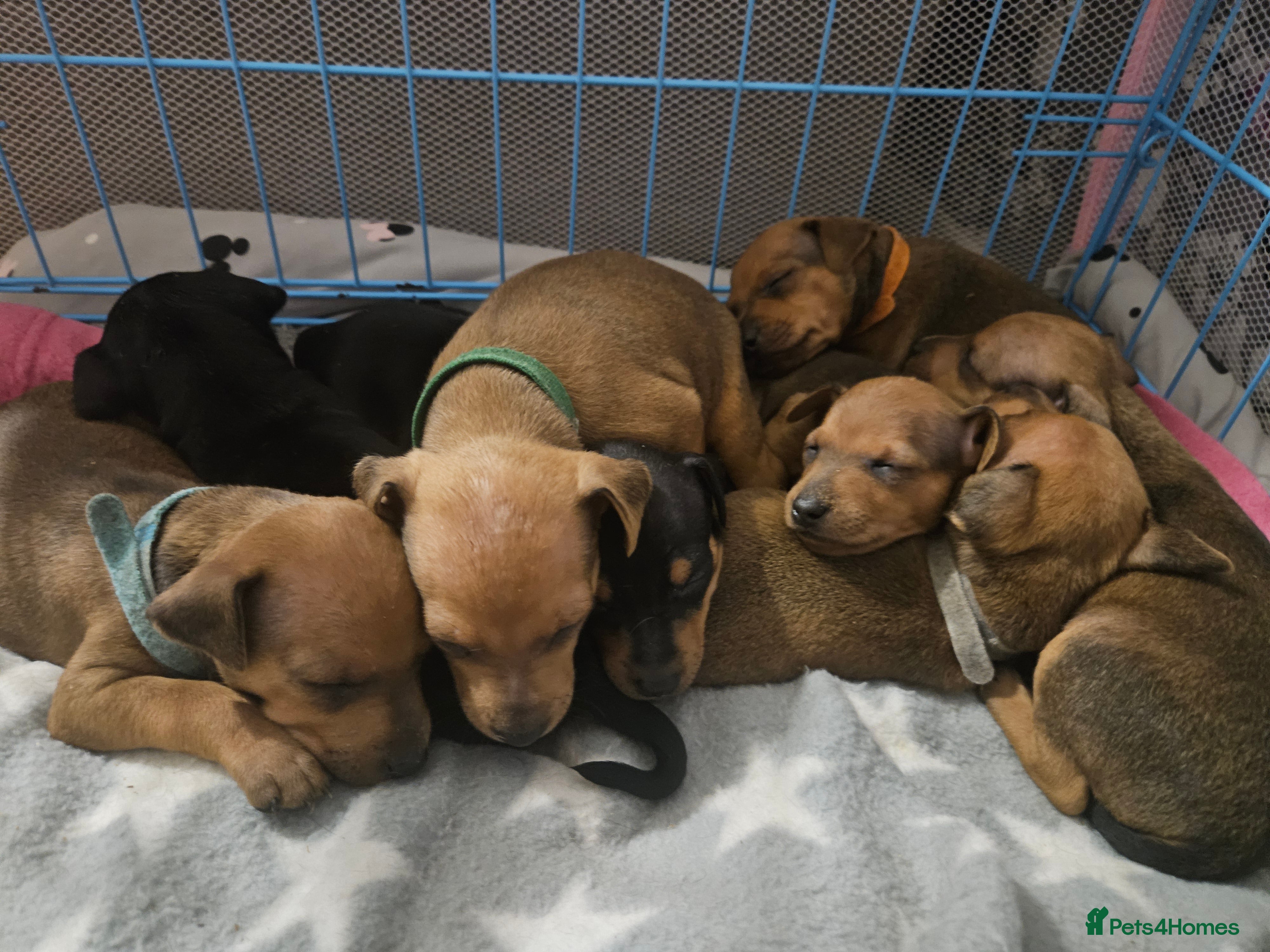 Miniature Pinscher dogs Miniature Pinscher puppies  - Advert 2