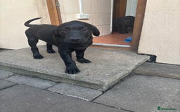 Mixed Breed dogs for sale: Last 3 Lovely Puppies looking forever home!! - Image 7