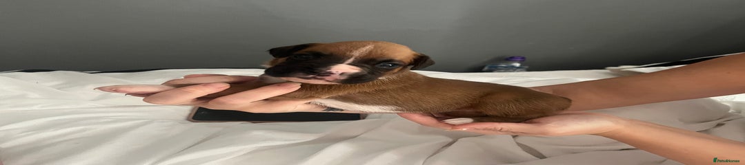 Boxer Puppy 1