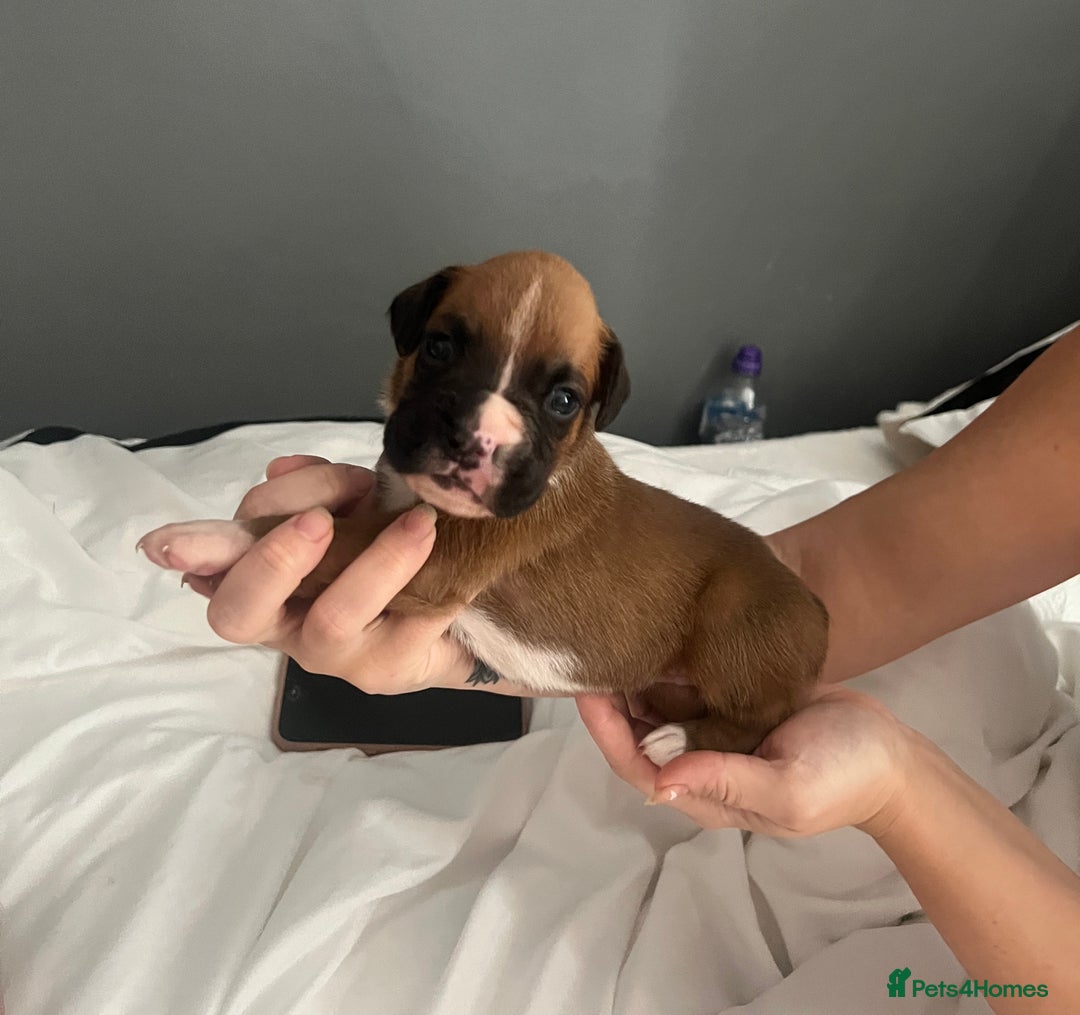 Boxer dogs for sale: BOXER PUPPIES FOR SALE!! - Image 1