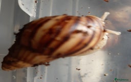 Snails invertebrates for sale: Giant African land snails (Achatina  fulica) - Image 11