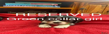 Cavalier King Charles Spaniel 3
