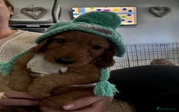 Cockapoo dogs for sale: 1 boy left beautiful teddy bears   - Image 9