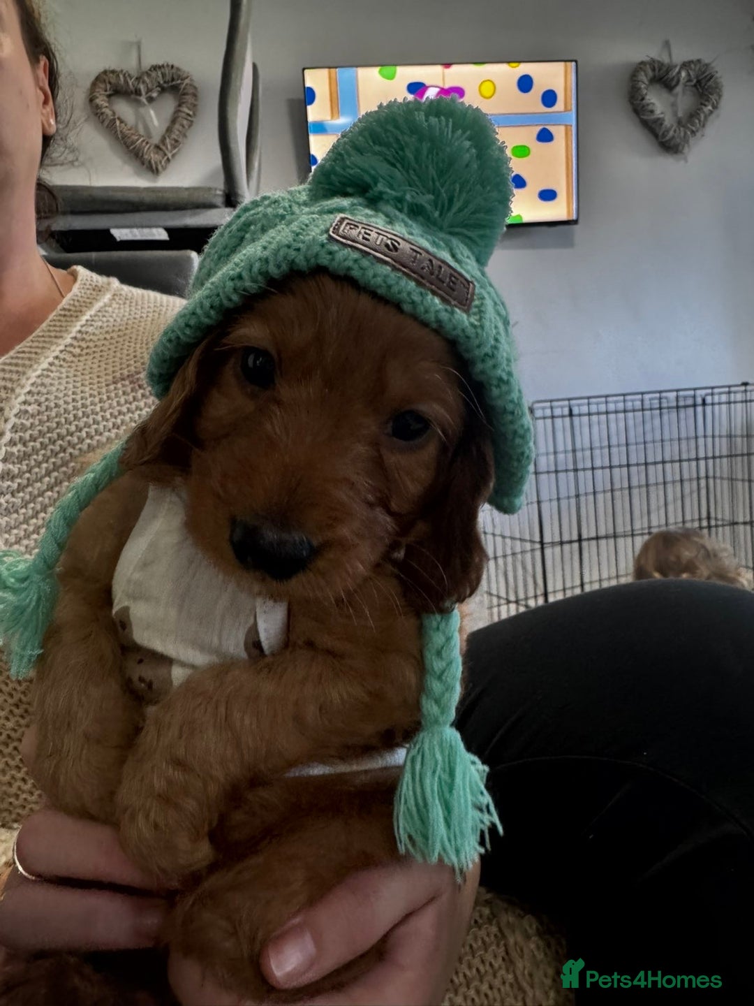 Cockapoo dogs for sale: 1 boy left beautiful teddy bears   - Image 9