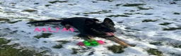 German Shepherd dogs for sale: Stunning Family Raised German Shepherd Puppies - Advert 3