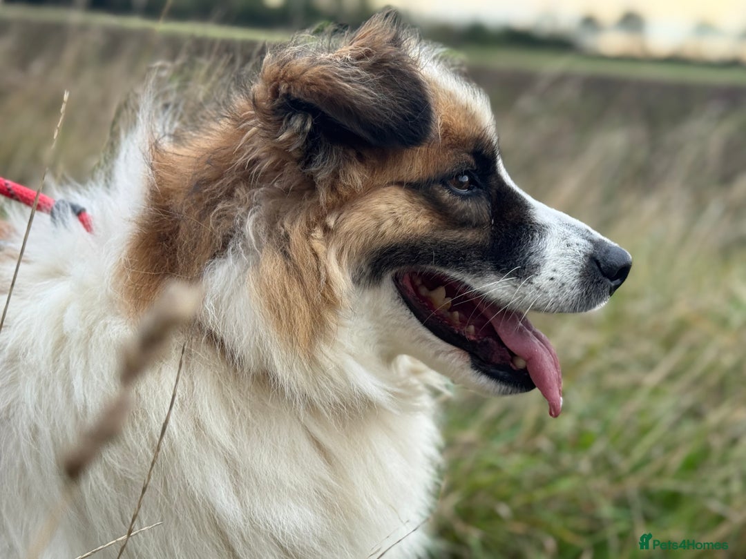 Mixed Breed dogs for adoption: Jessie ❤️ - Advert 12