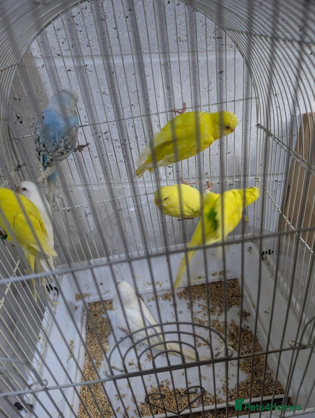 Budgerigars birds for sale: White and Yellow Budgies with Red Eyes - Image 4