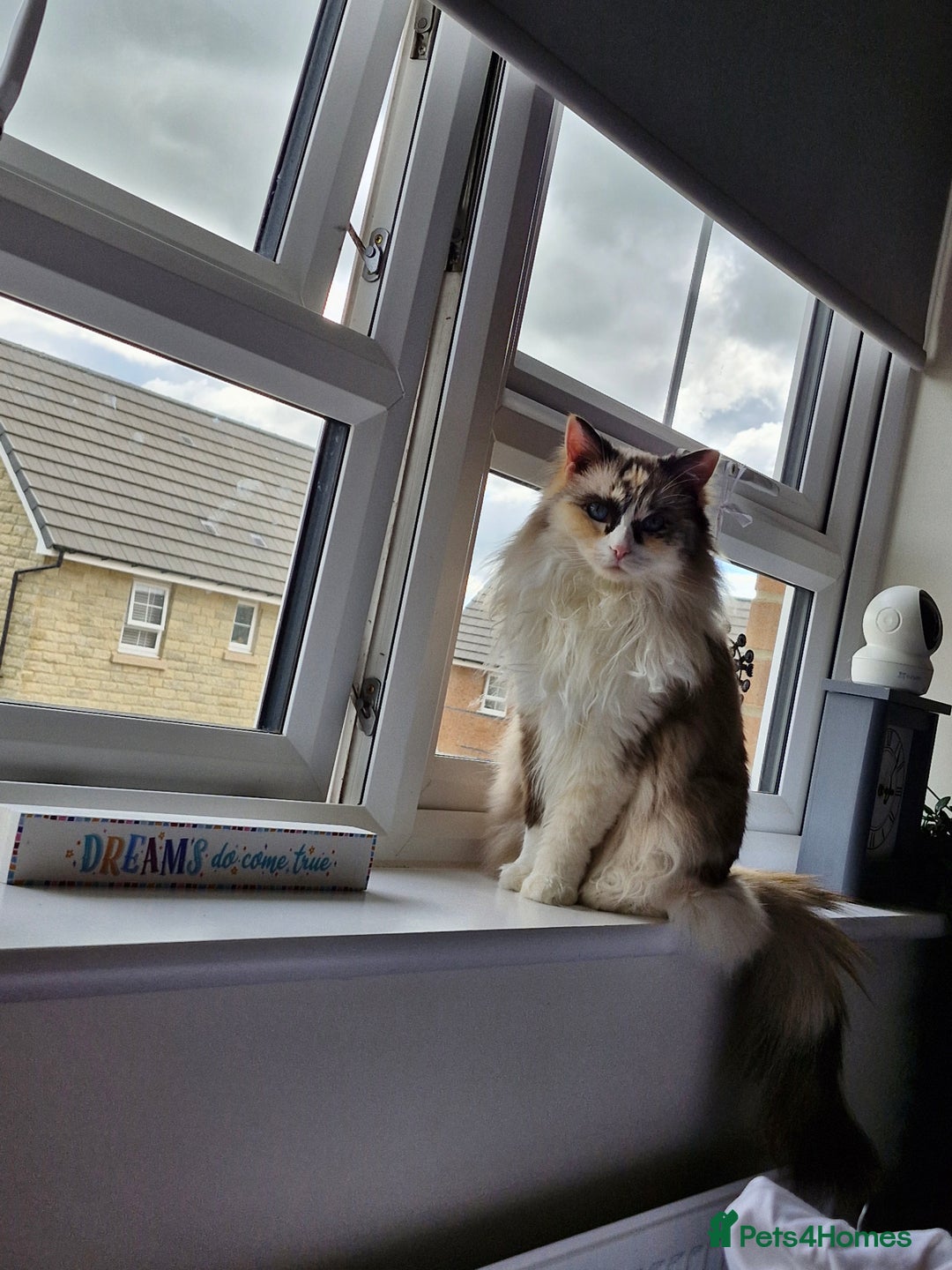 Ragdoll cats for sale: Ragdooll Cats - Brother & Sister  - Image 3