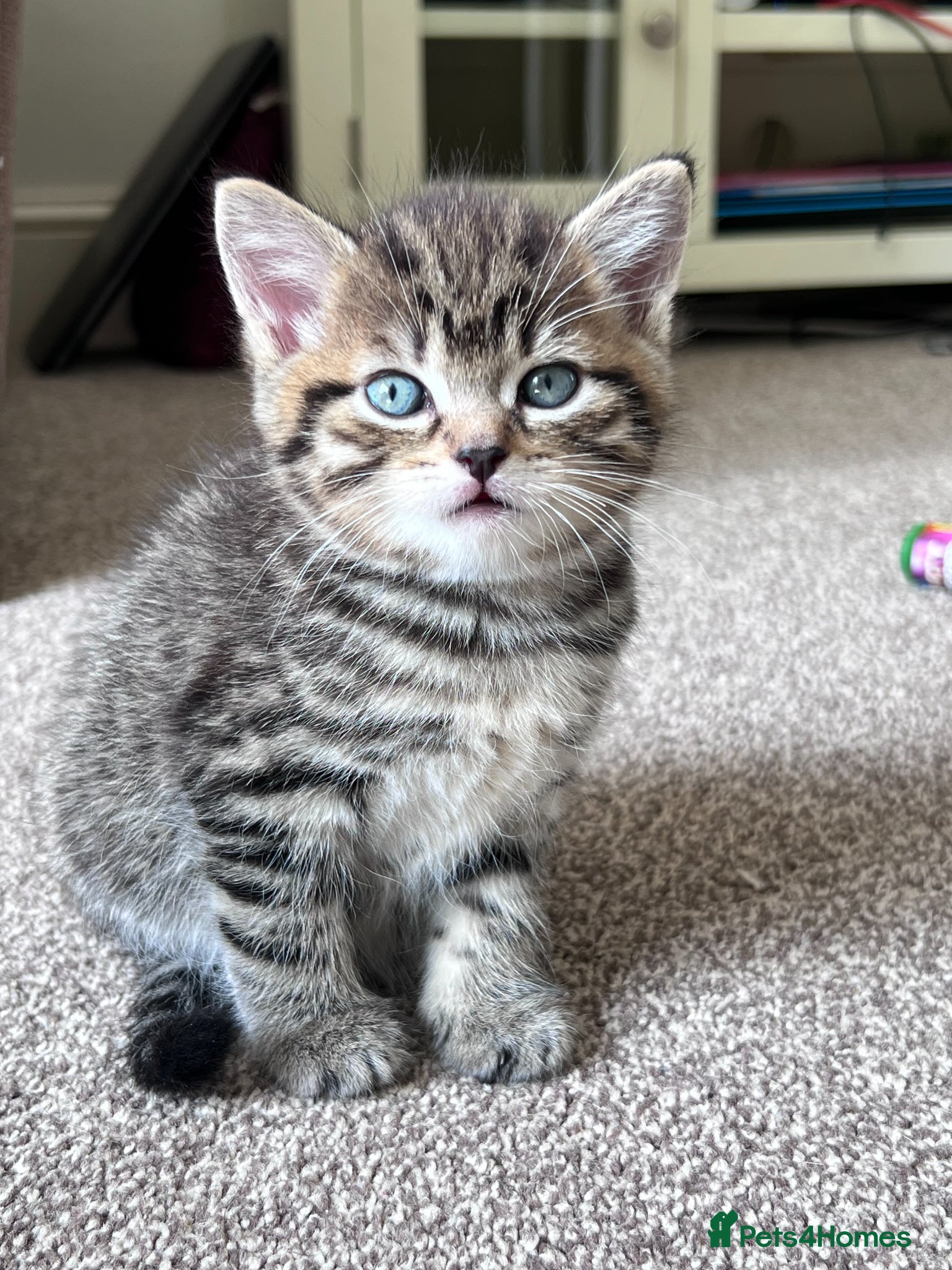 Mixed Breed cats Three beautiful kittens for sale (2 Tabby/1 Black) - Advert 6