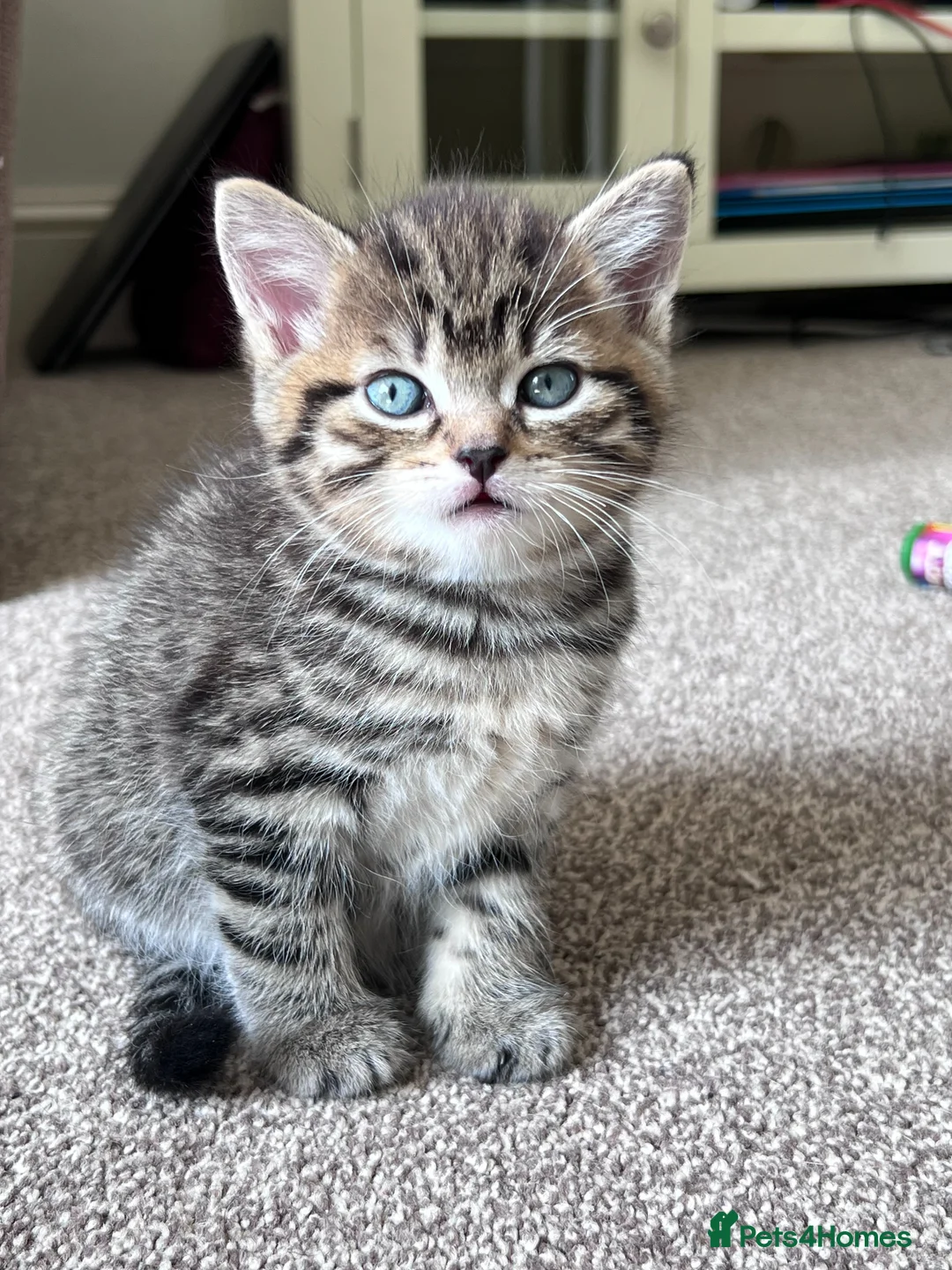 Mixed Breed cats for sale: Three beautiful kittens for sale (2 Tabby/1 Black) - Advert 1