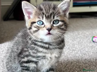 Mixed Breed cats Three beautiful kittens for sale (2 Tabby/1 Black) - Advert 7