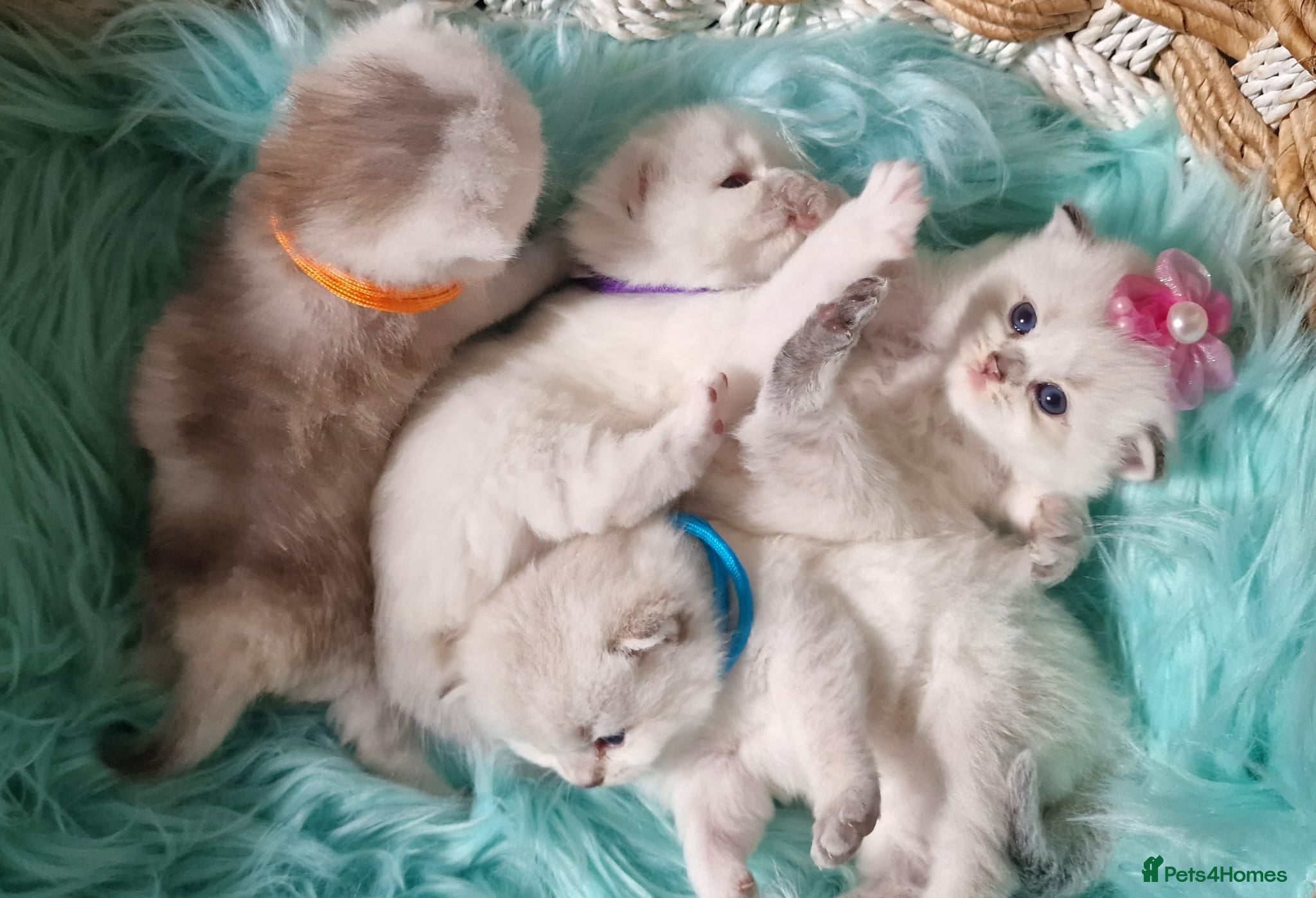 British Shorthair cats 💖GOLDEN & SILVER BSH & BLH KITTENS💖 - Advert 2