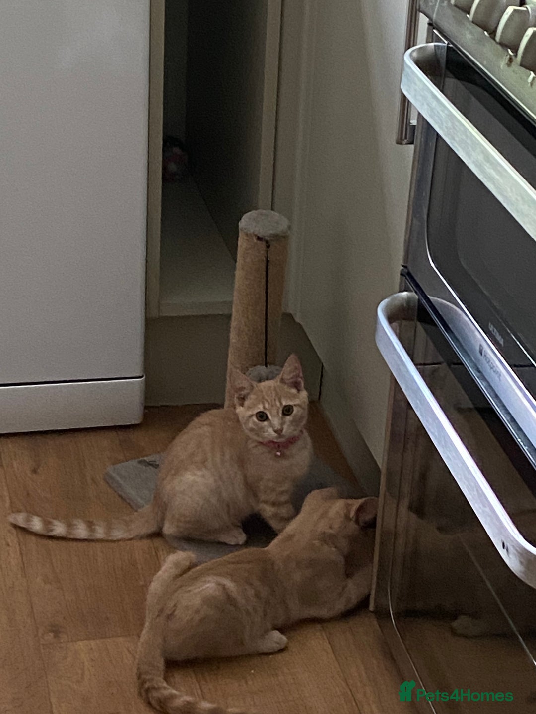 British Shorthair cats for sale: 4 gorgeous kittens - Image 4