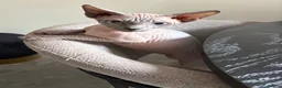 Sphynx cats for sale: Sphynx girls for sale  - Advert 10
