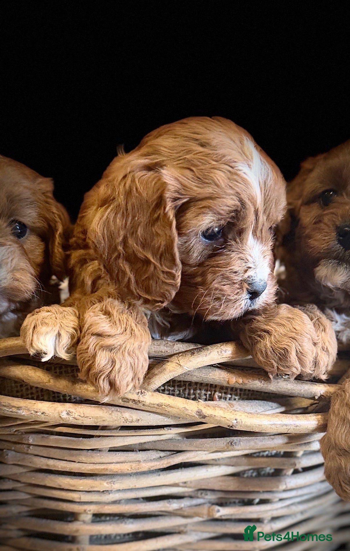 Cavapoo dogs Stunning F1 Health Tested Darlings  - Advert 1