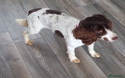 Cocker Spaniel dogs for sale: Cocker spaniels only 3 left  - Image 14