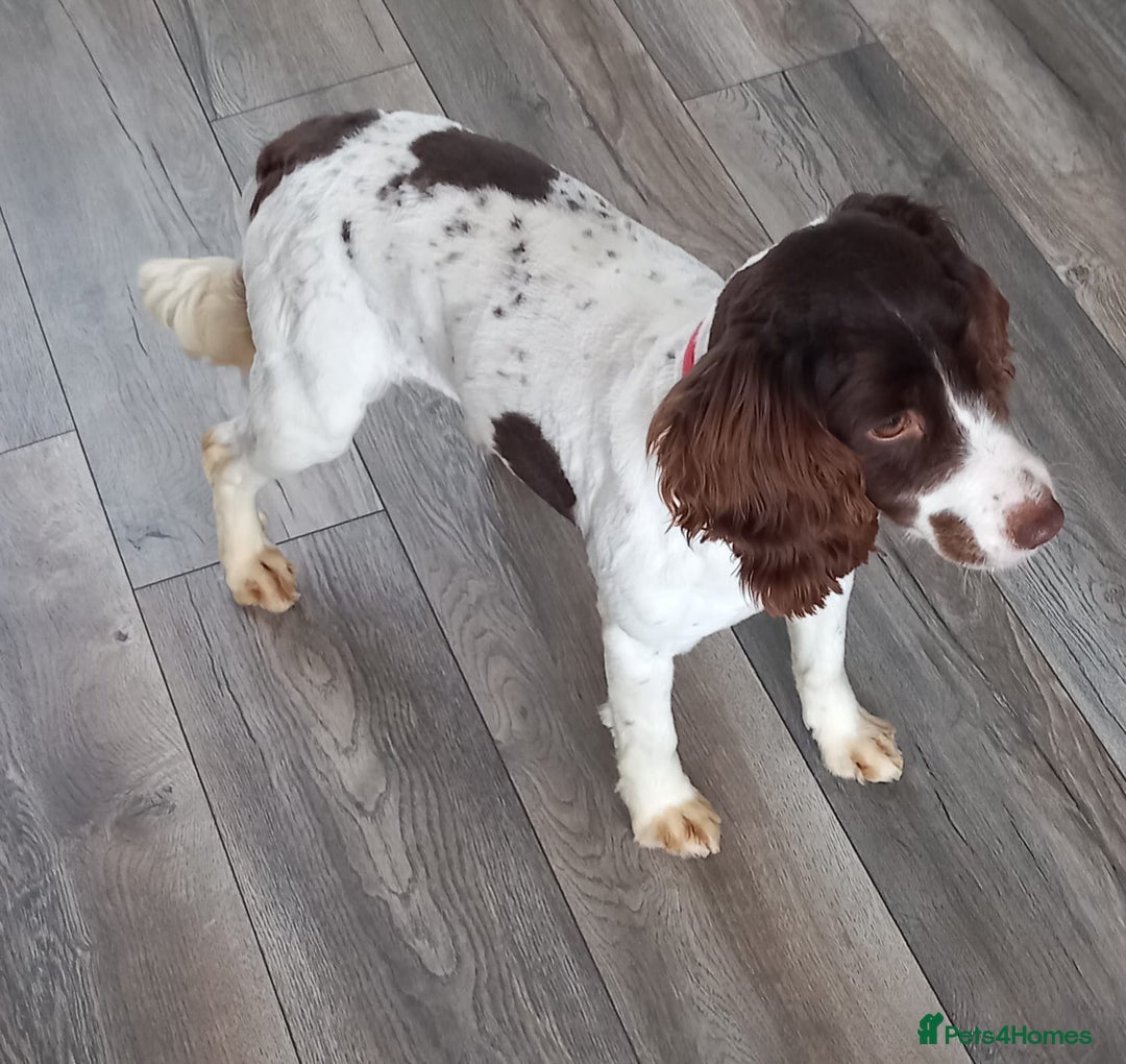 Cocker Spaniel dogs for sale: Cocker spaniels only 3 left  - Image 14