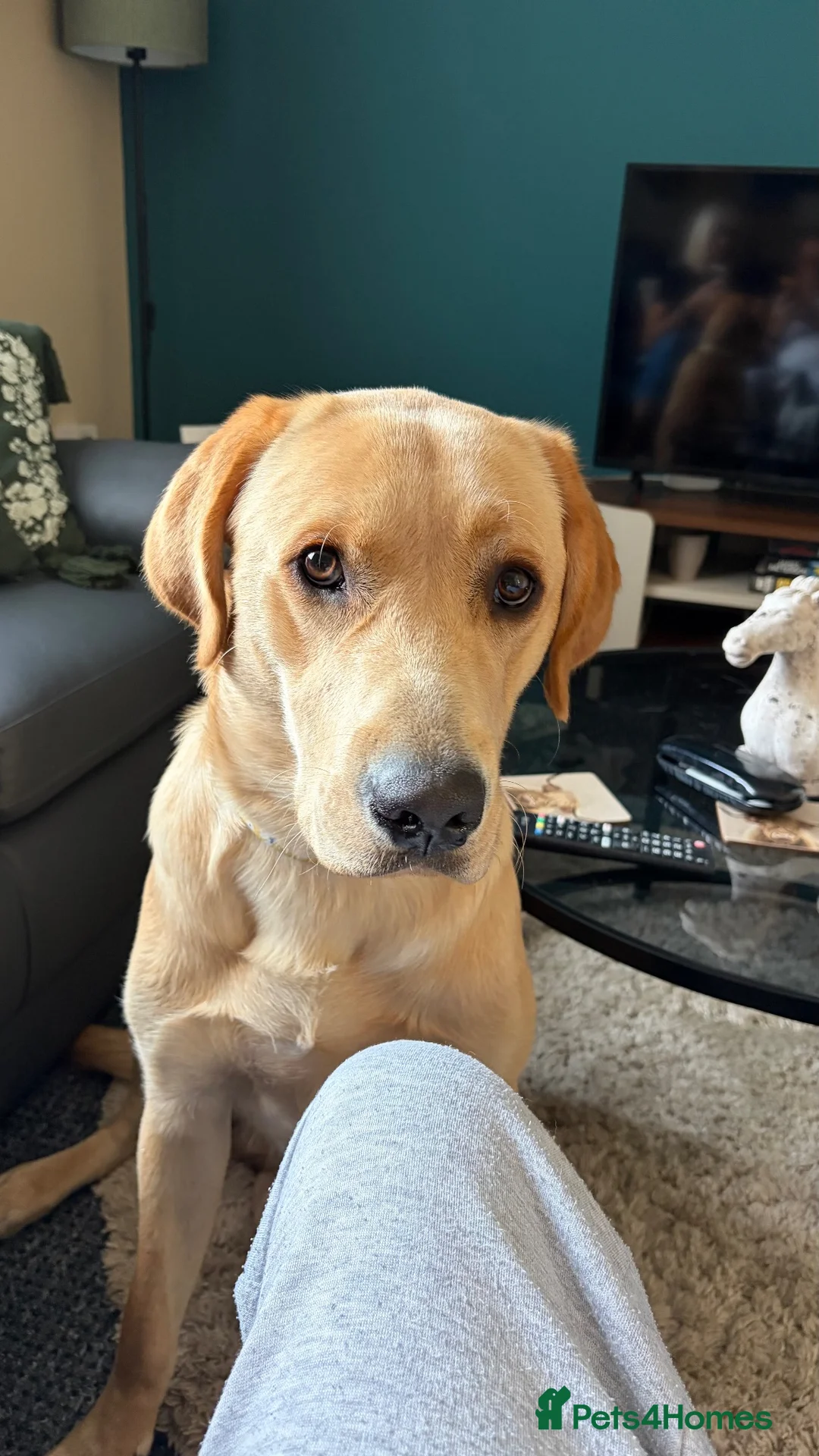 Labrador Retriever dogs for sale: Harley in Oswestry - Advert 5