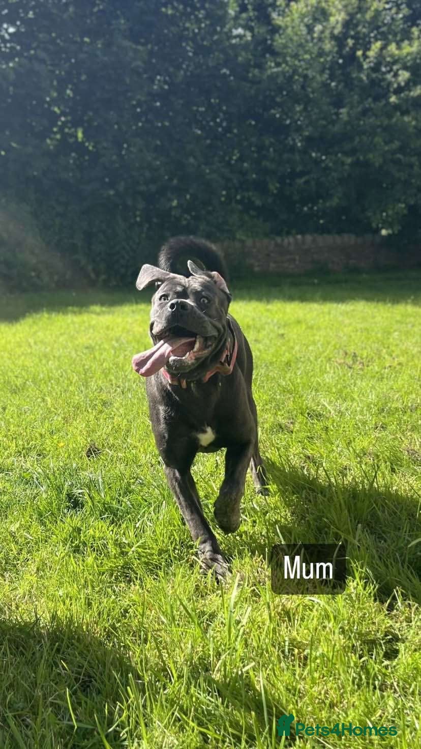 Cane Corso dogs 10 month old cane corso  - Advert 1