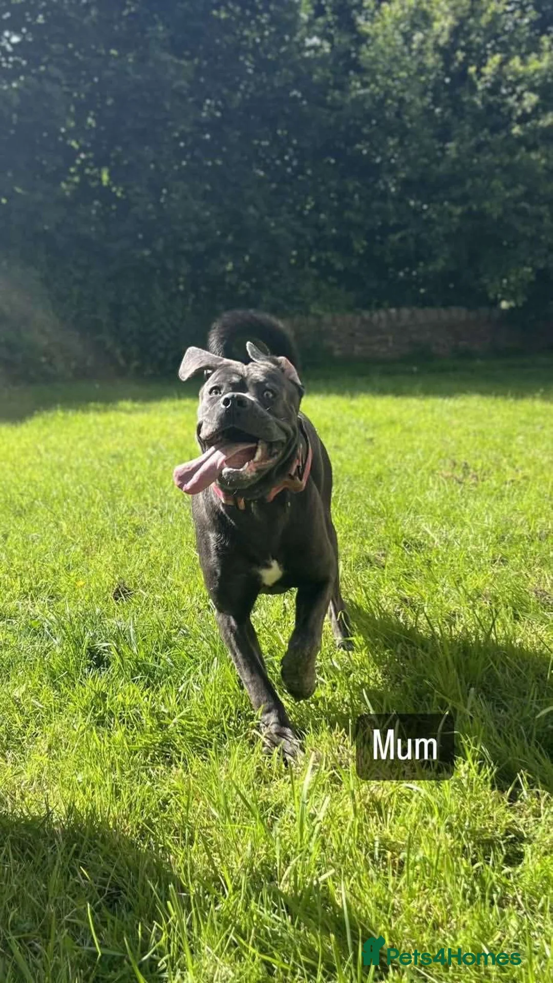 Cane Corso dogs for sale: 10 month old cane corso  - Advert 1
