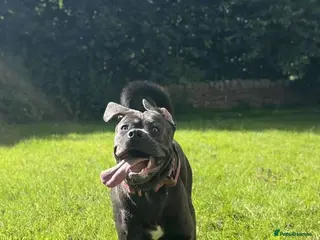 Cane Corso dogs 10 month old cane corso - Advert 1