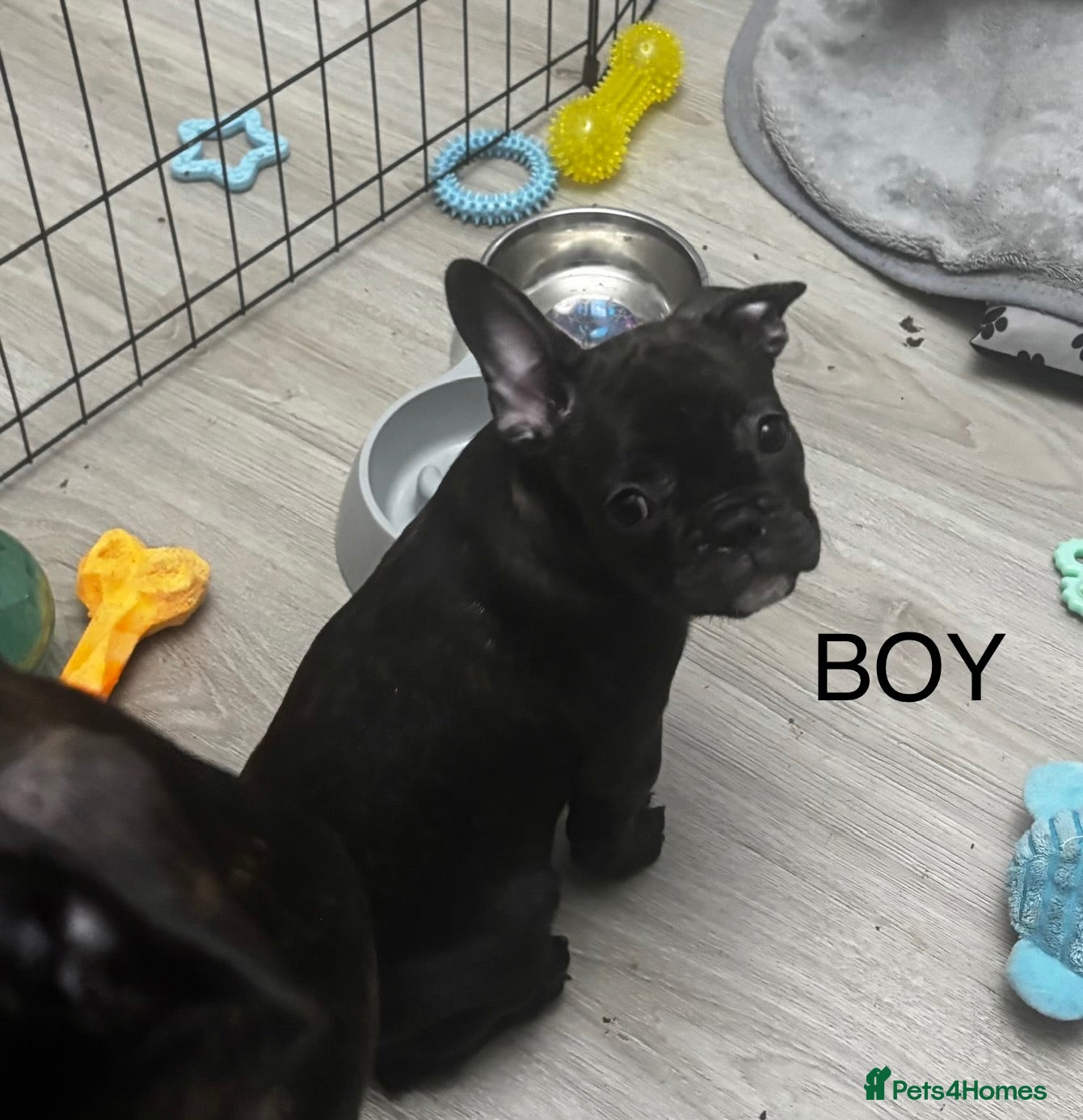 French Bulldog dogs  French bulldog puppies 1 male 1 female left - Advert 11