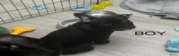 French Bulldog dogs for sale:  French bulldog puppies 1 male 1 female left - Advert 3