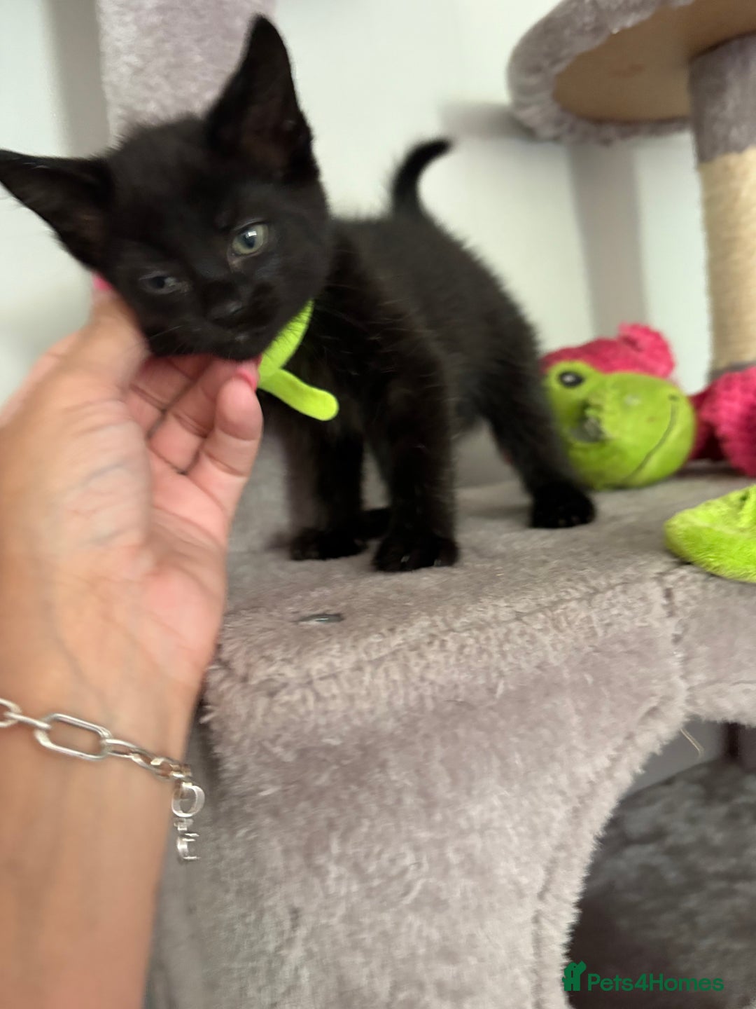 Turkish Van cats for sale: Turkish Van Mix Kittens 8 Weeks Old Ready Now! - Image 12