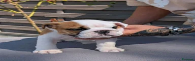 English Bulldog 5