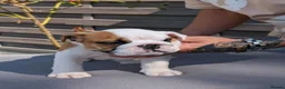 English Bulldog dogs for sale: 5 beautiful KC pups  - Advert 11
