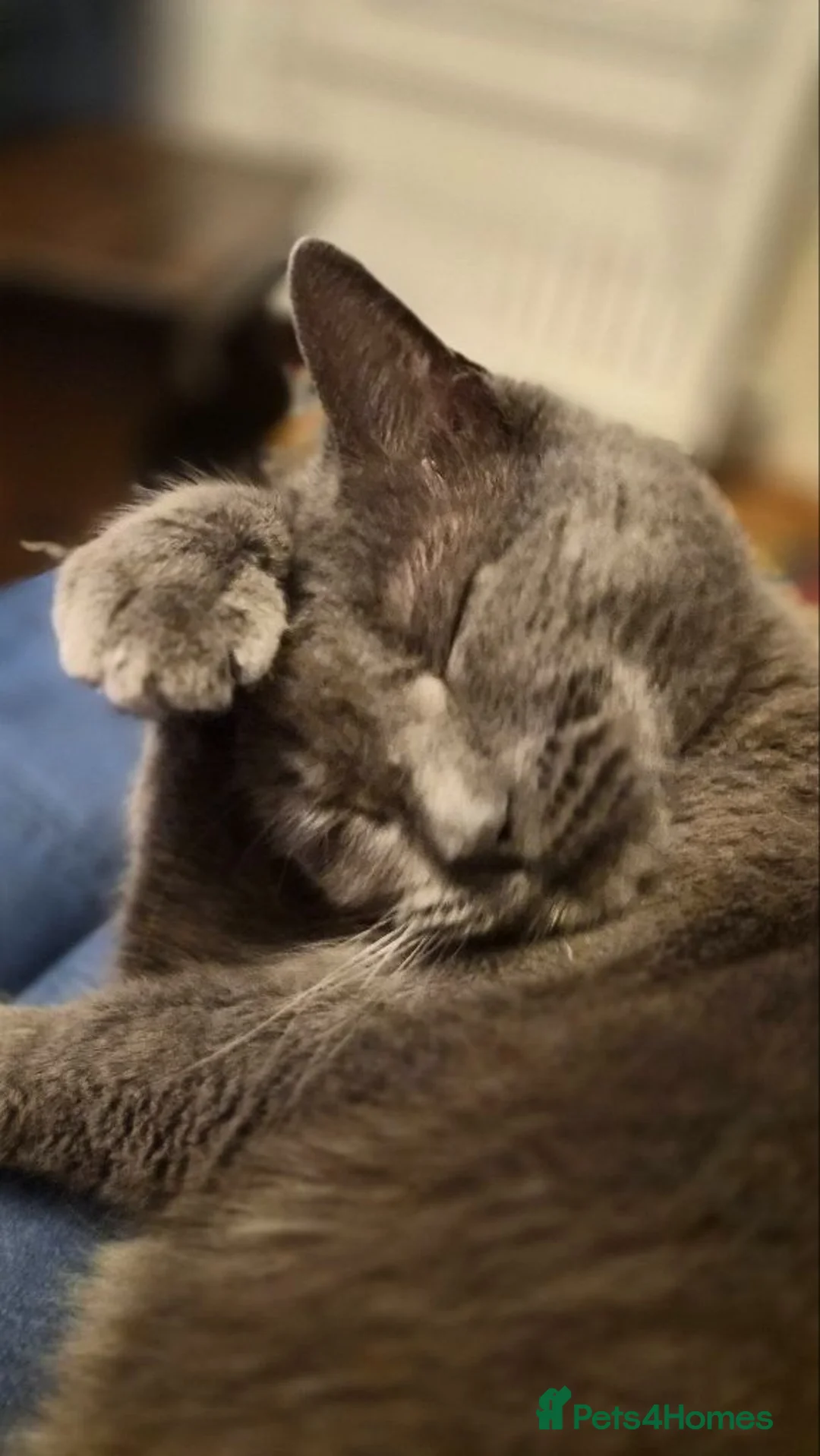 American Shorthair cats for sale: Brother and sister looking for a new home.  - Advert 14