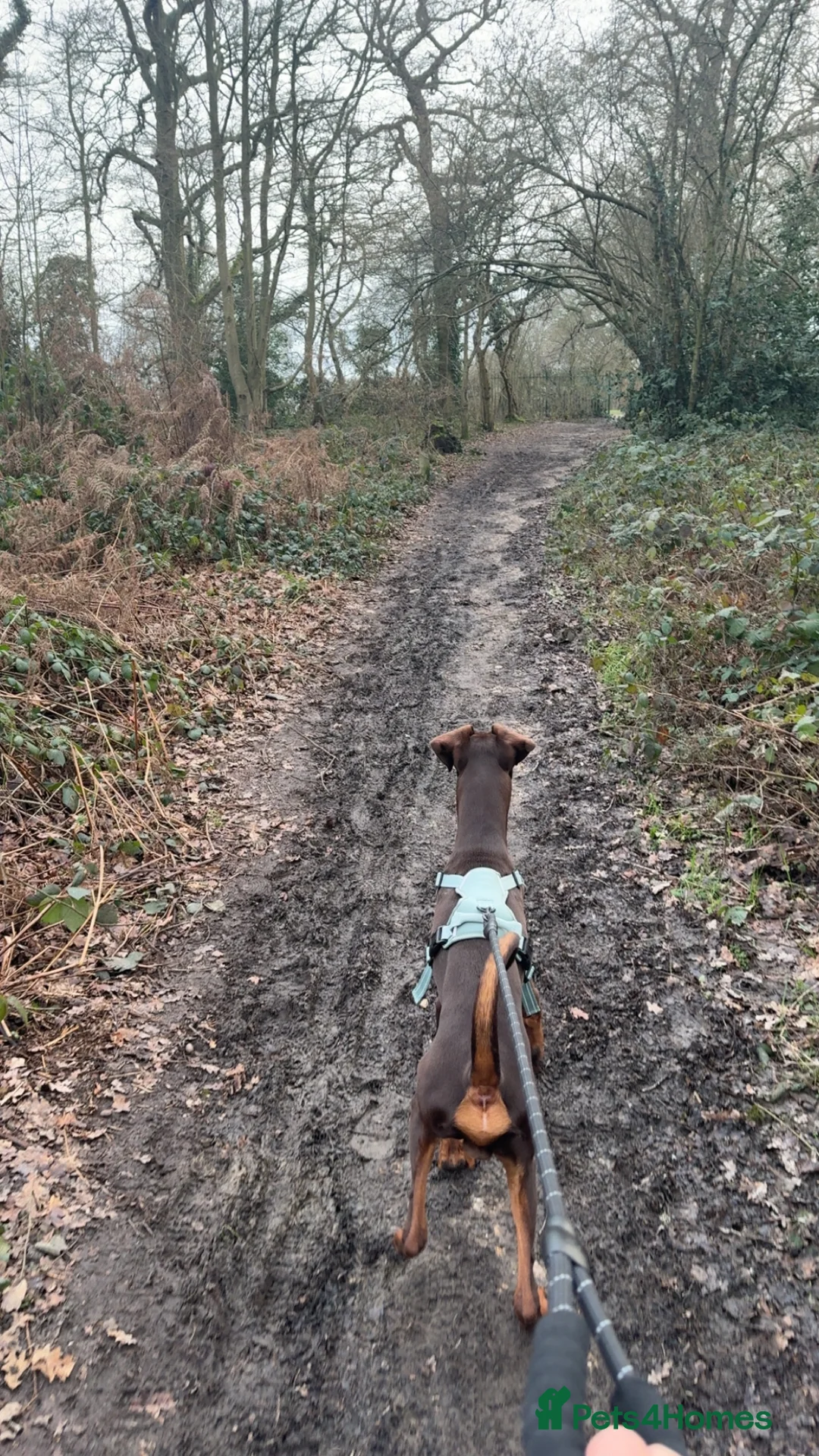 Dobermann dogs for sale: Doberman puppy - Advert 2