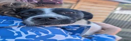 Mixed Breed dogs for adoption: Maudy - In Ayr Looking for a home  - Advert 6