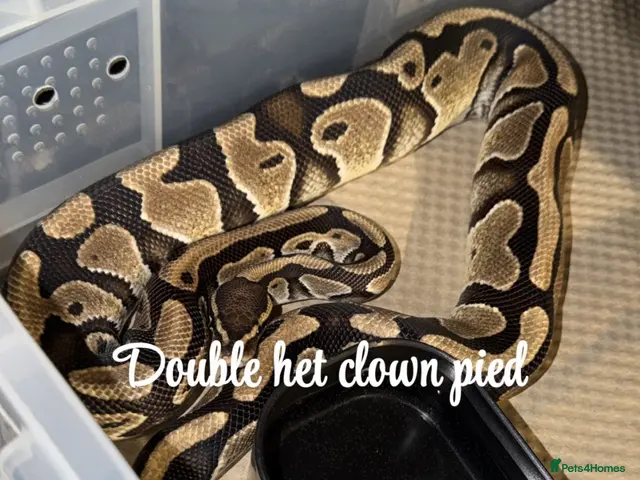 Python Snake reptiles Ball python for sale last updated 03/10/26 1 left - Advert 1