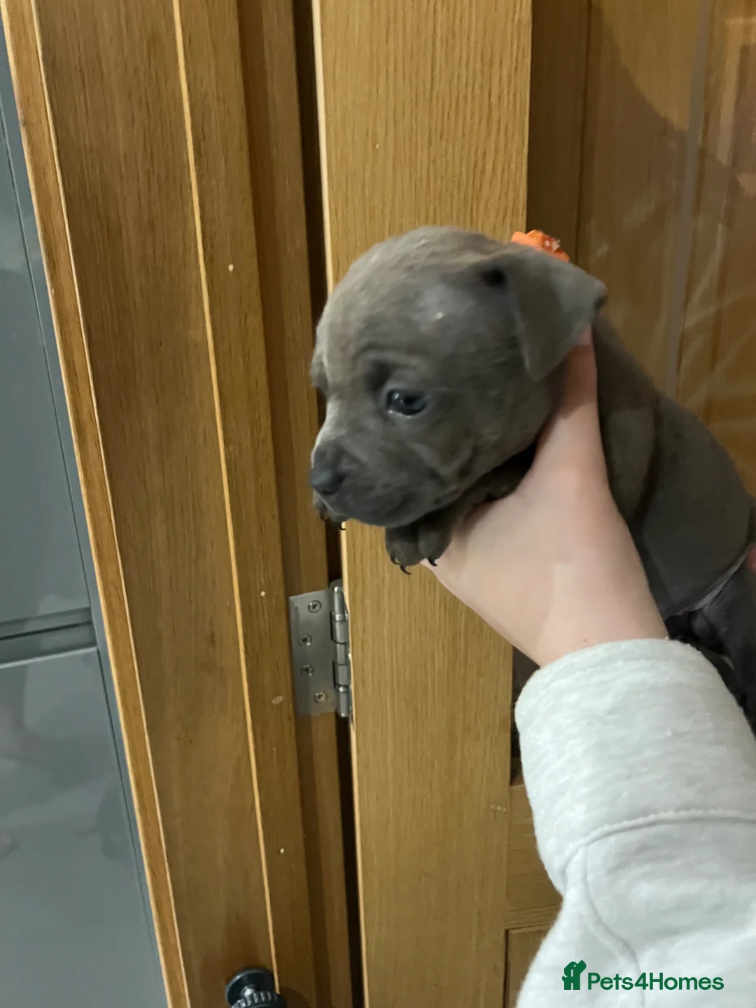 Staffordshire Bull Terrier dogs for sale: Blue Staffordshire bull terrier  - Advert 2