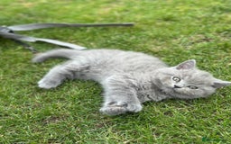 Brazilian Shorthair cats for sale: I'll put in good hands - Image 3