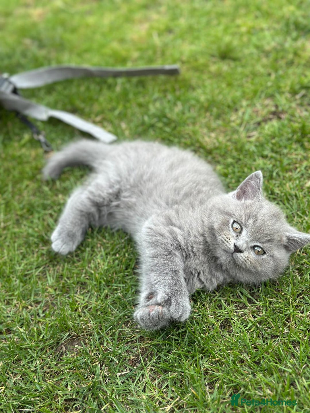 Brazilian Shorthair cats for sale: I'll put in good hands - Image 3