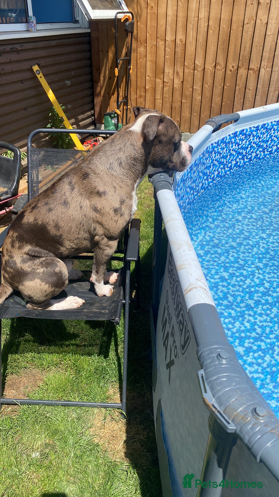 American Bulldog dogs for sale: Looking to rehome our family pet - Image 4